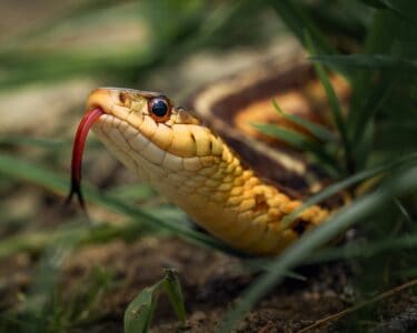 15 Common Myths About U.S. Snakes Debunked