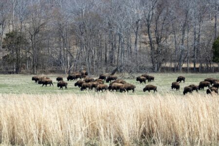 Bison Are Migrating Along Their Prehistoric Routes Again