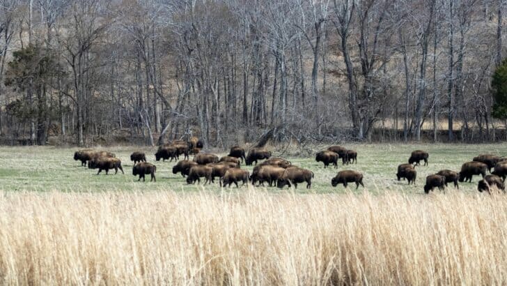 Bison Are Migrating Along Their Prehistoric Routes Again