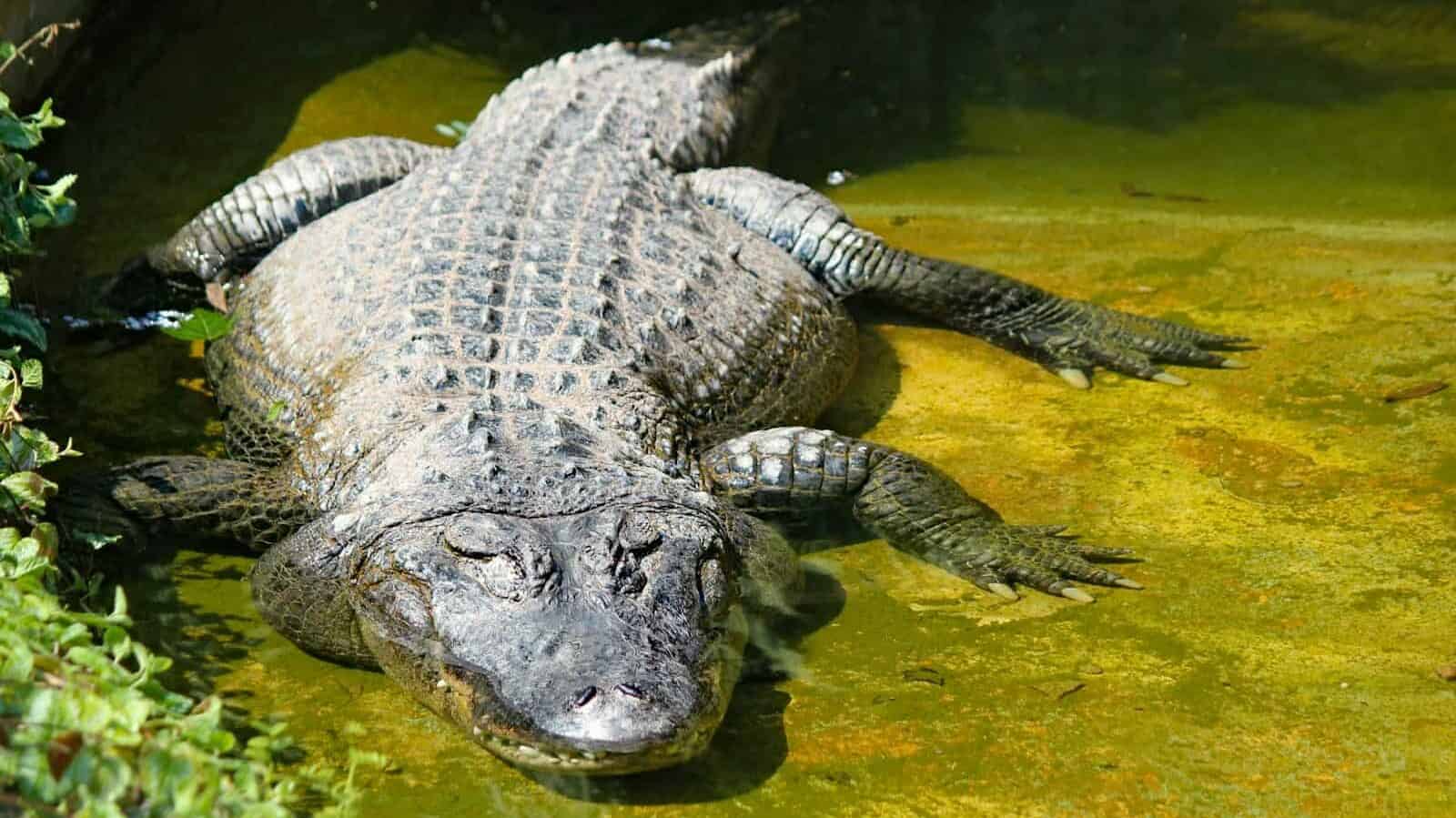 adult crocodile on water