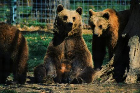Bears Sit Like Humans While They Watch the World Go By