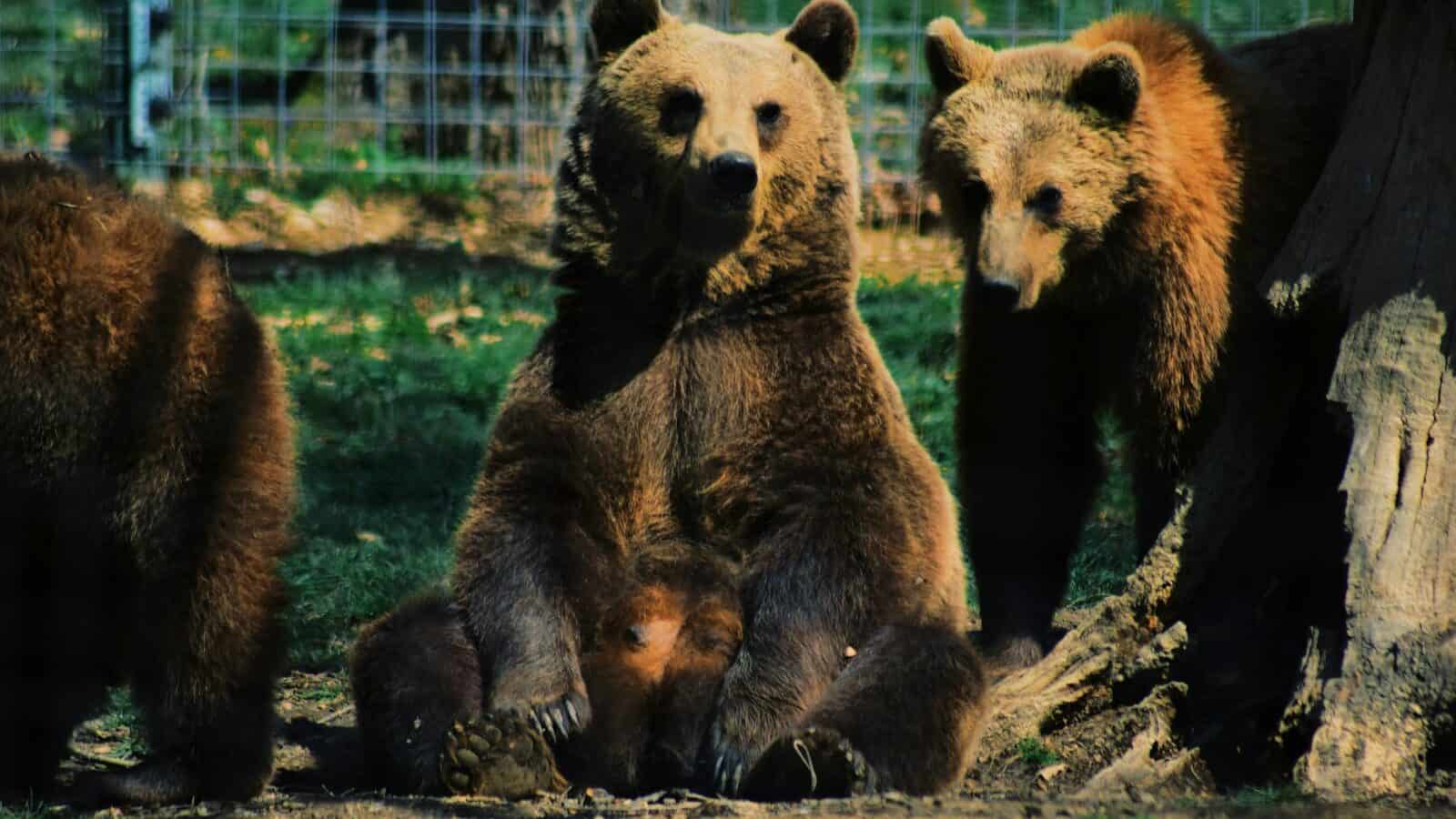 brown bear sitting on ground