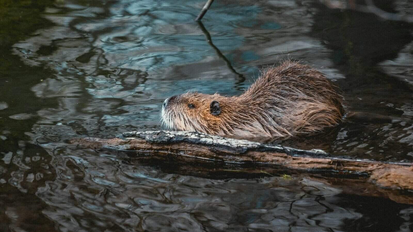 brown and white animal in water