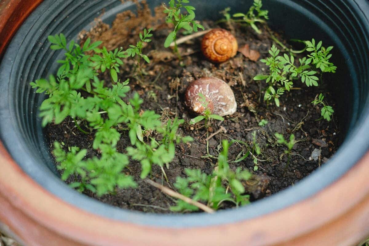 a plant in a pot