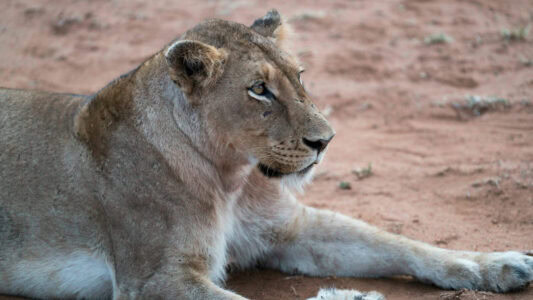 Elsa, The Lioness Who Taught the World Compassion