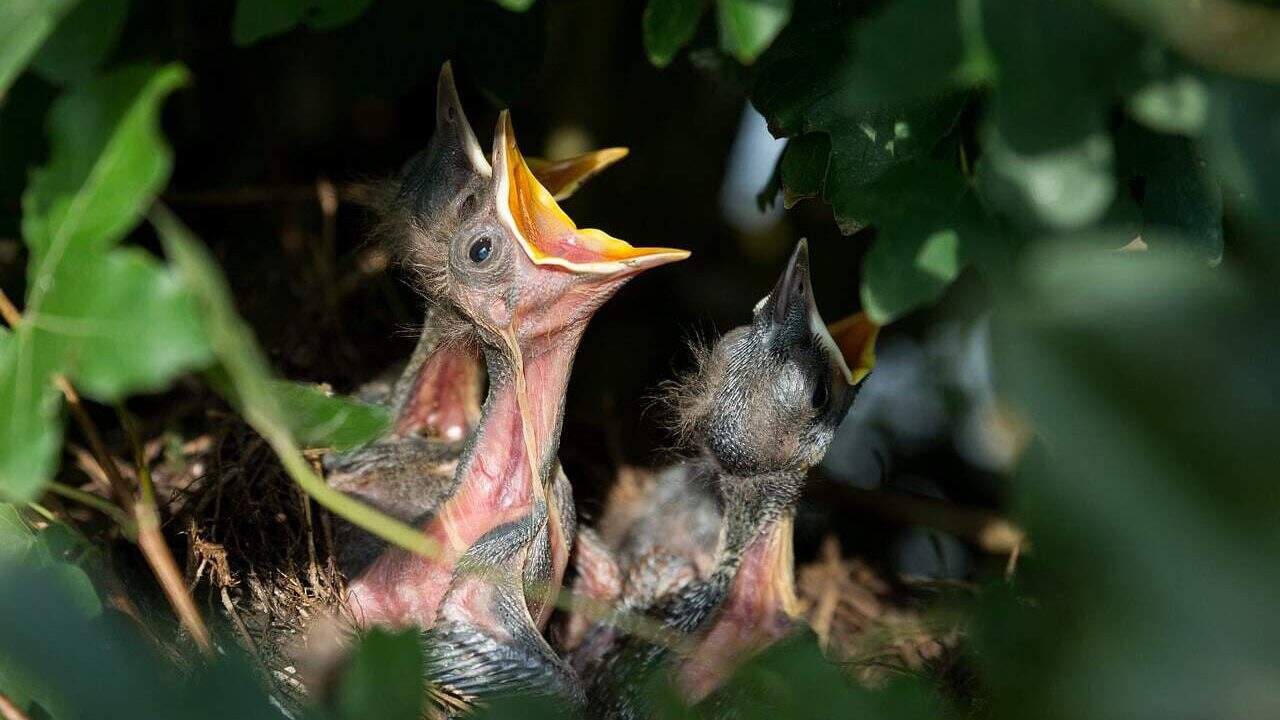 baby bird 
