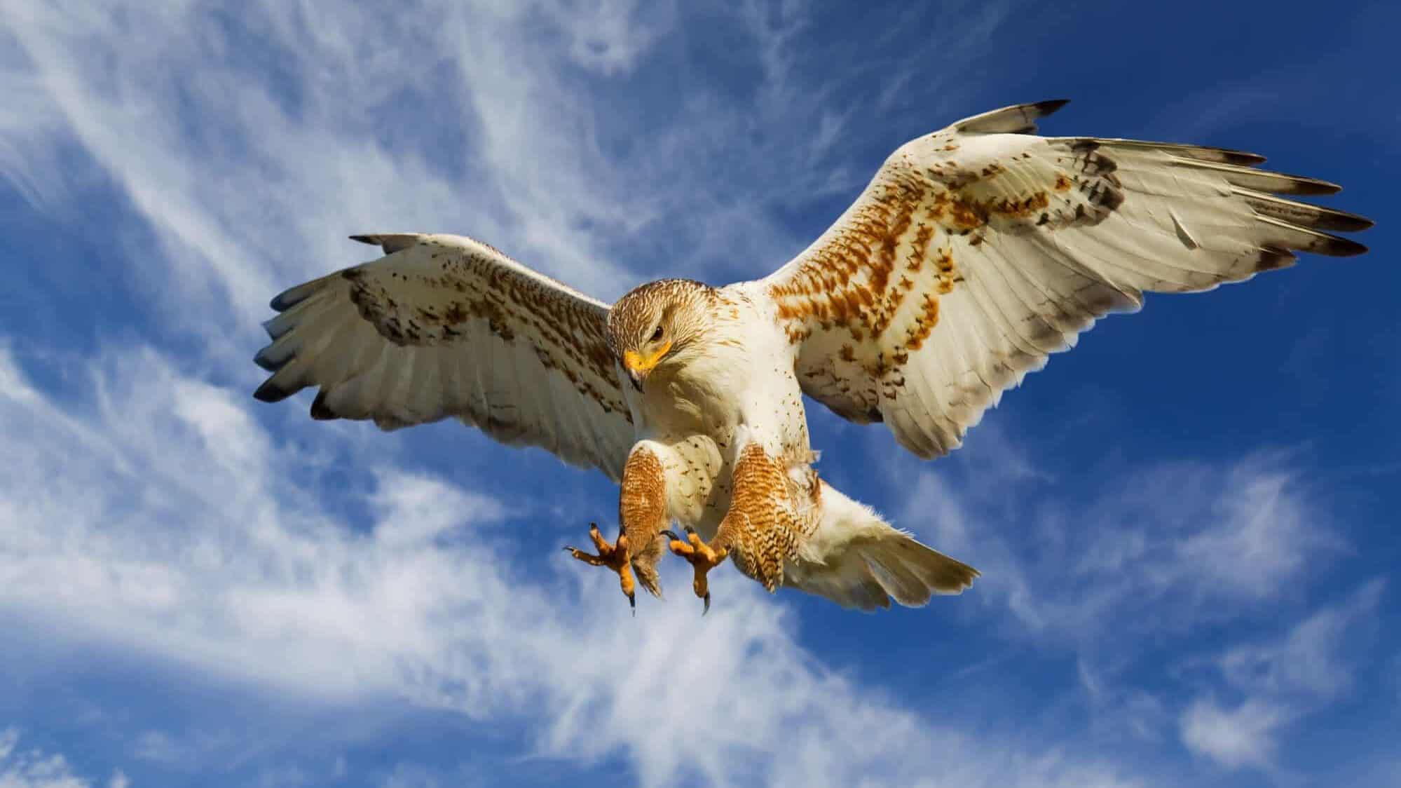 hawk