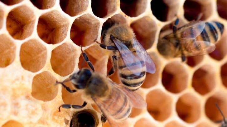 How Bees Use Geometry to Build the Perfect Hive
