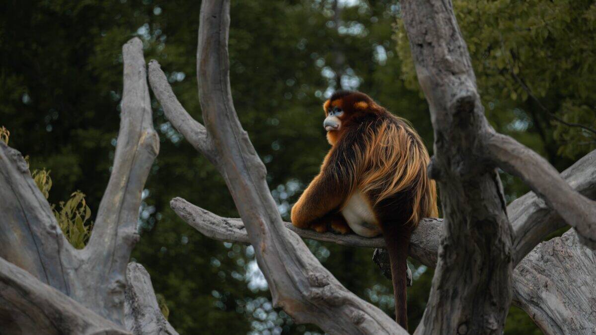 a monkey sitting on top of a tree branch