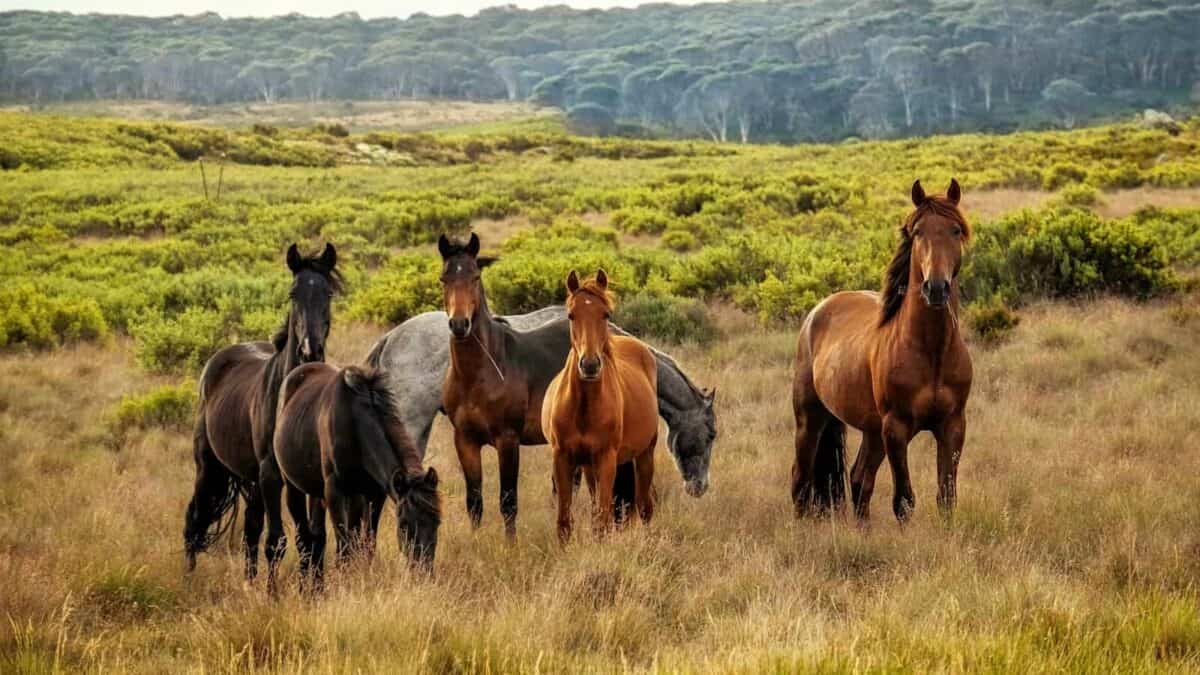 a herd of horses standing on top of a grass covered field