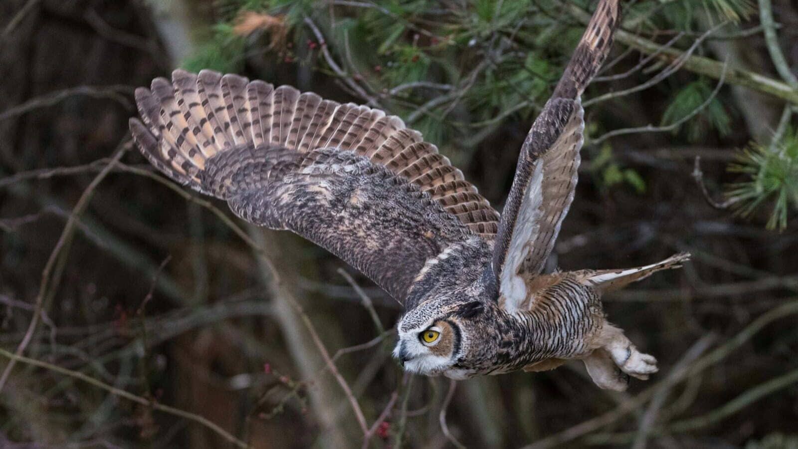 brown and grey owl flying near tree