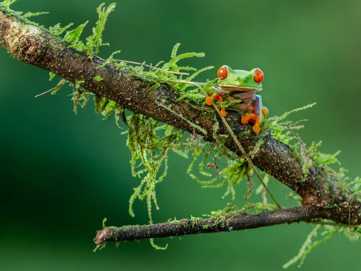 selective focus photography of green and orange lizard on brown stem