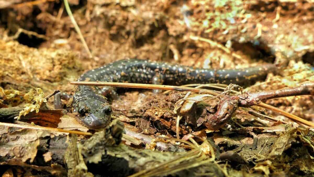 A close up of a lizard on the ground