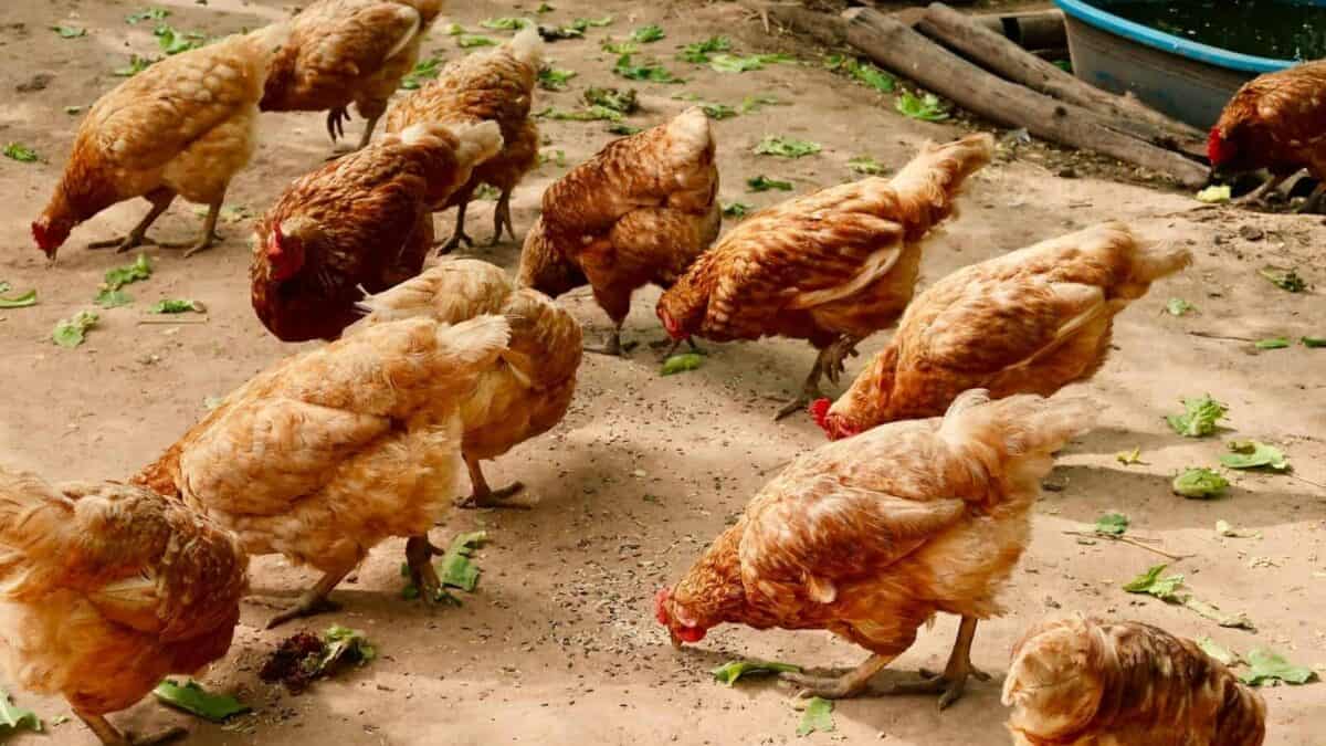 group of hen