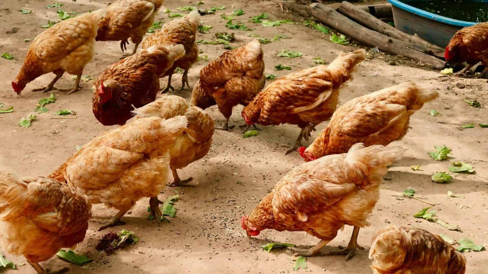 group of hen