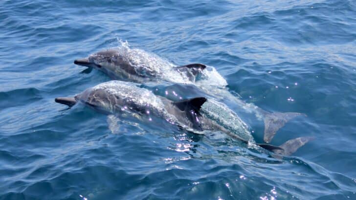 Why Dolphins Swim in Circles Before Attacking Prey