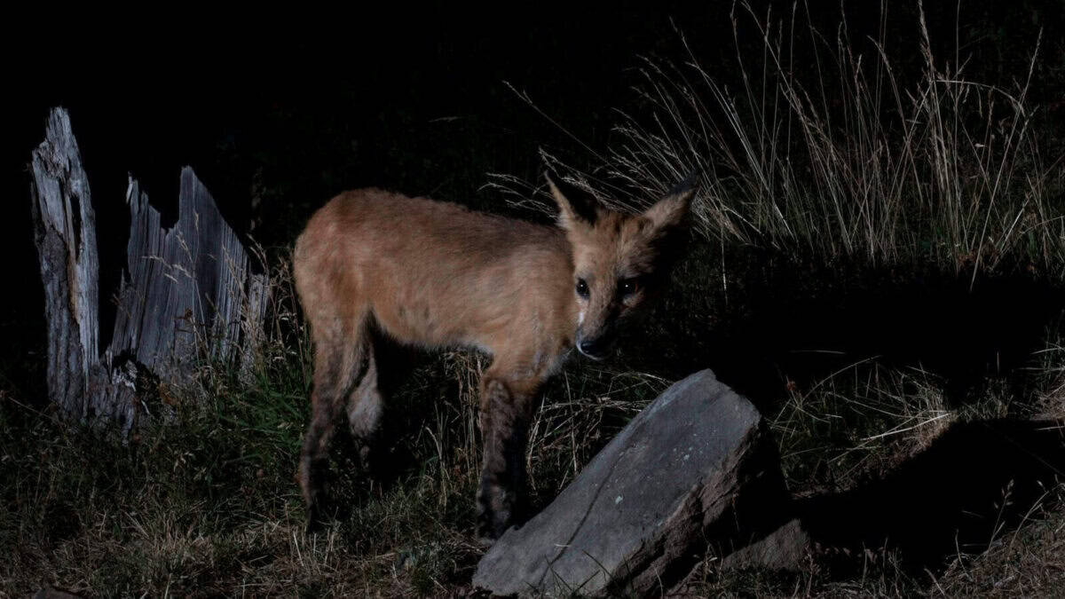a fox standing in the grass