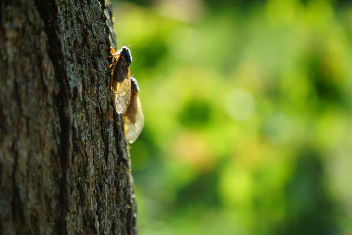 Two cicadas on the trunk of a tree.