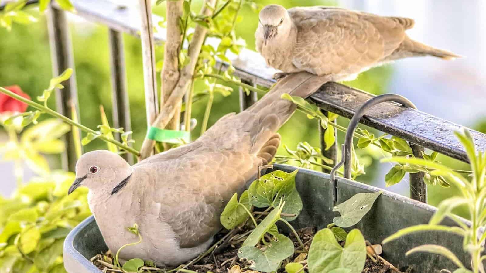 two brown birds on green plant