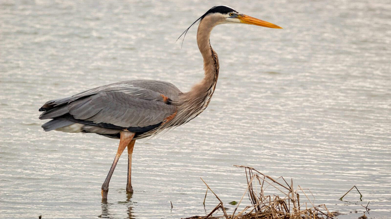 grey heron on calm water during daytime