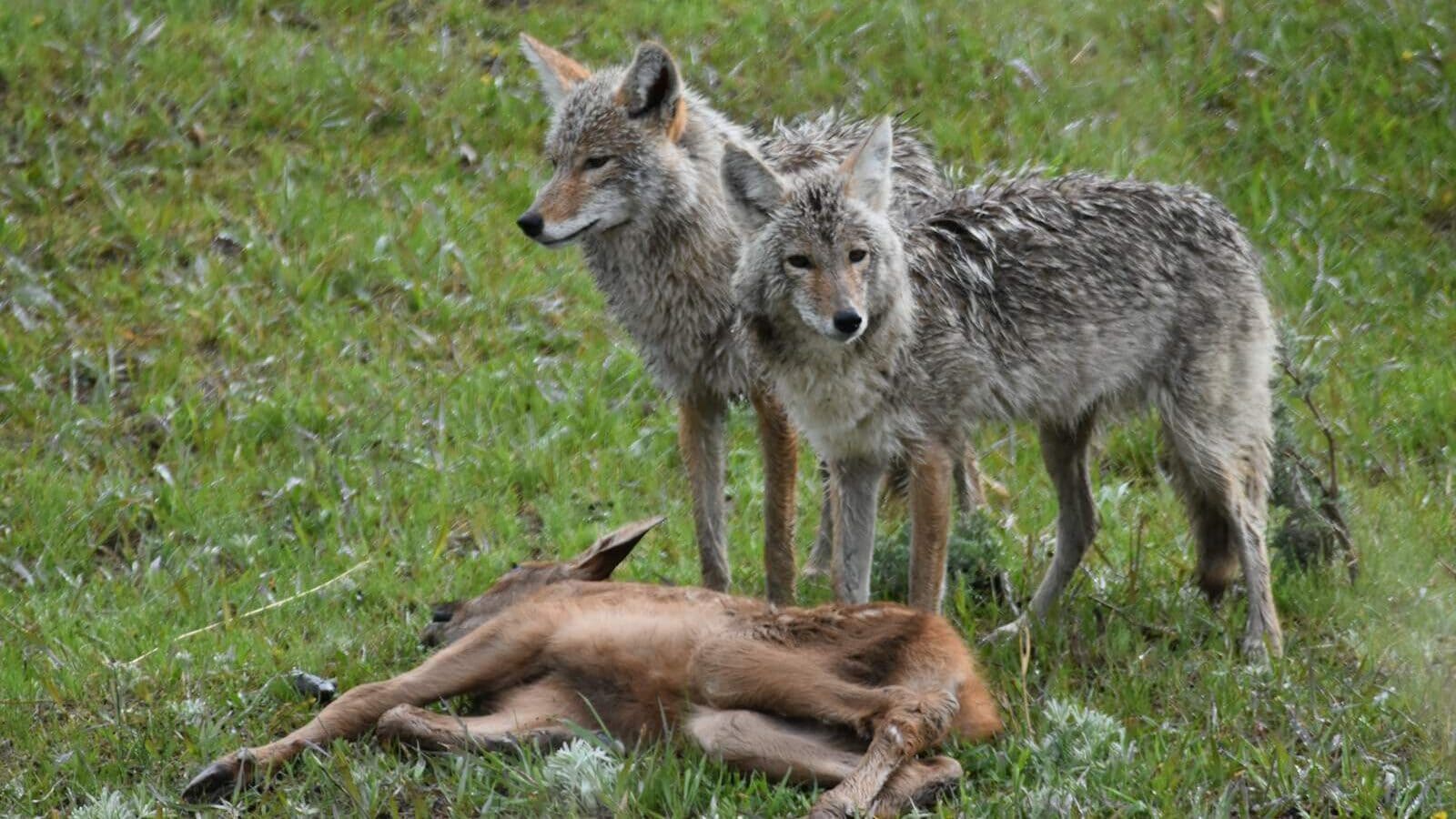 a wolf and a fox in a grassy field
