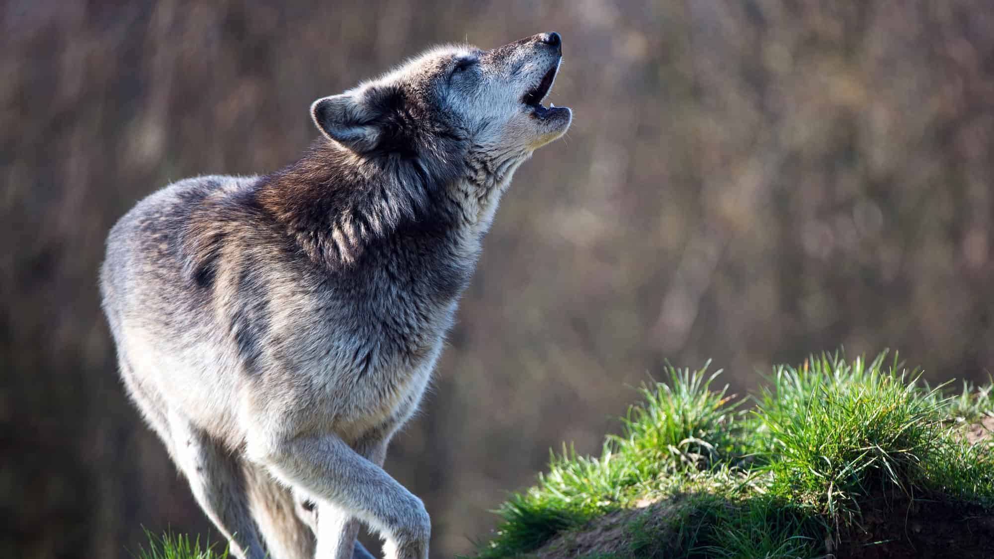 wolf