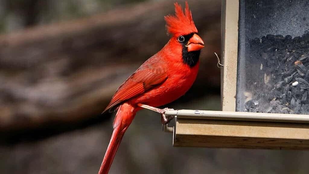 bird