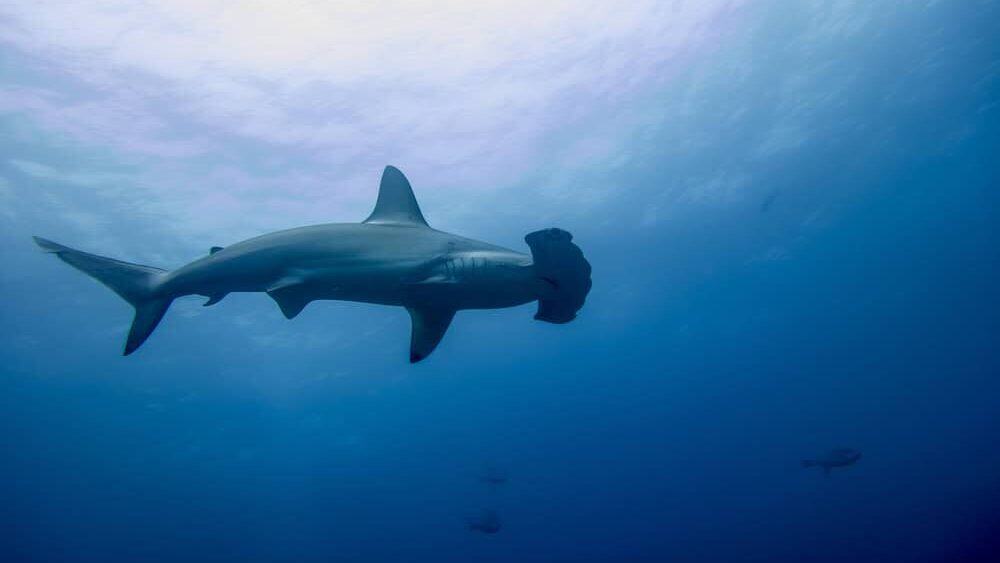 Hammerhead Shark