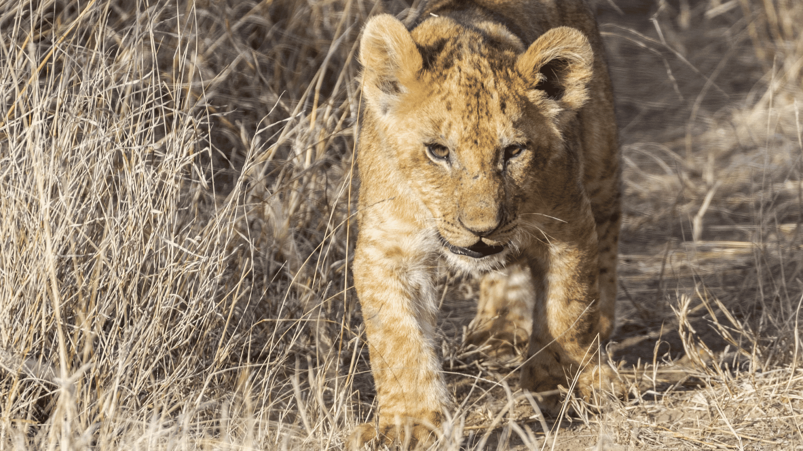 Lion