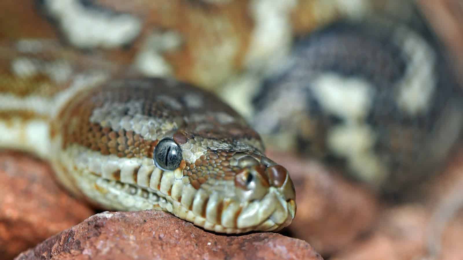 brown snake in shallow focus