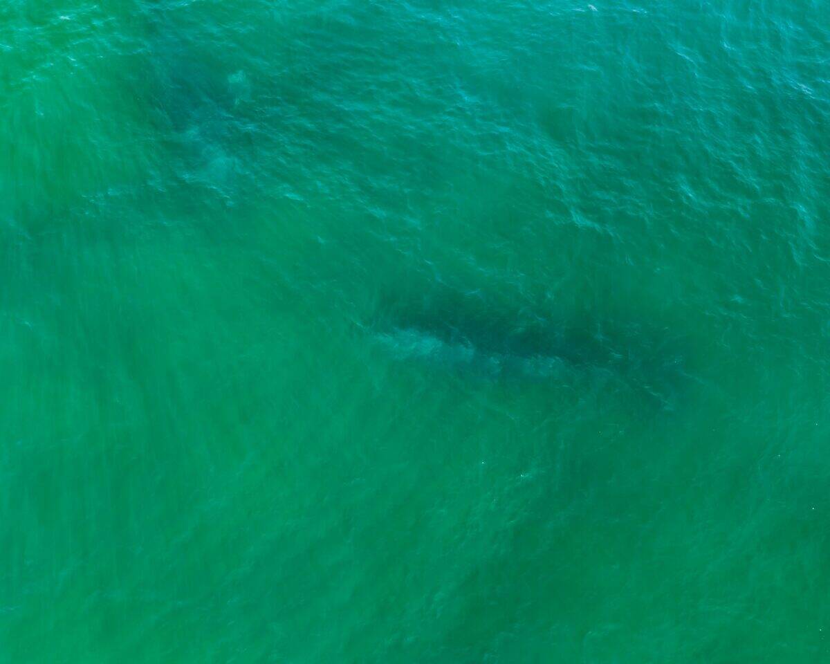 Shark in murky water.