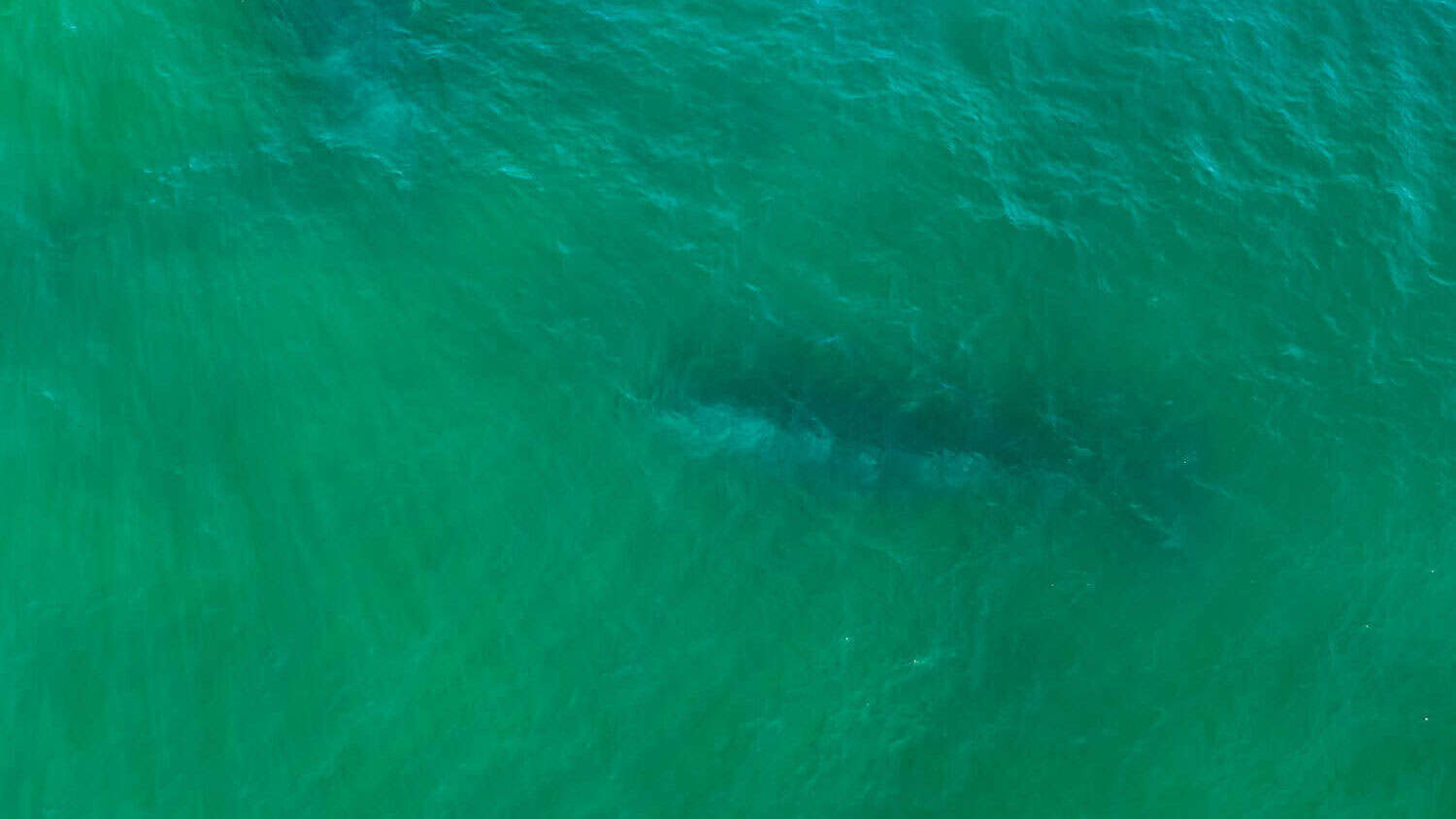 Shark in murky water.