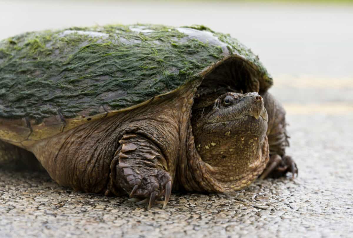 A massive turtle on the shore.