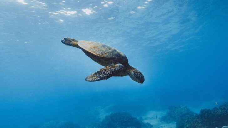 How Turtles Use Earth’s Magnetic Field to Navigate Oceans