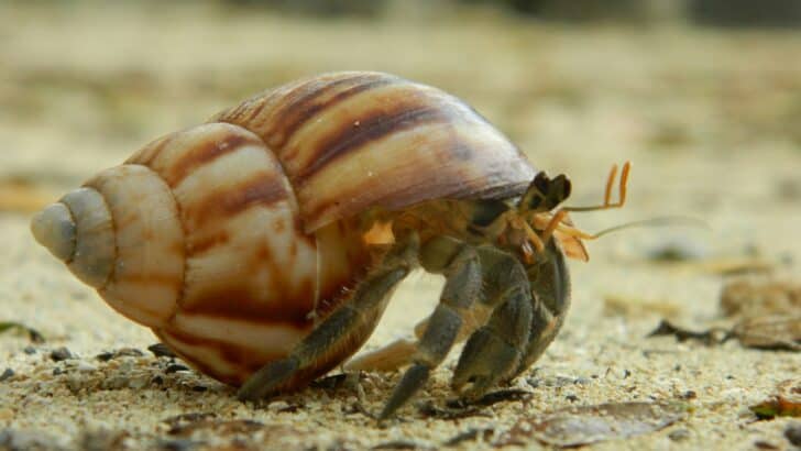 The Hidden Life of Tide Pool Creatures