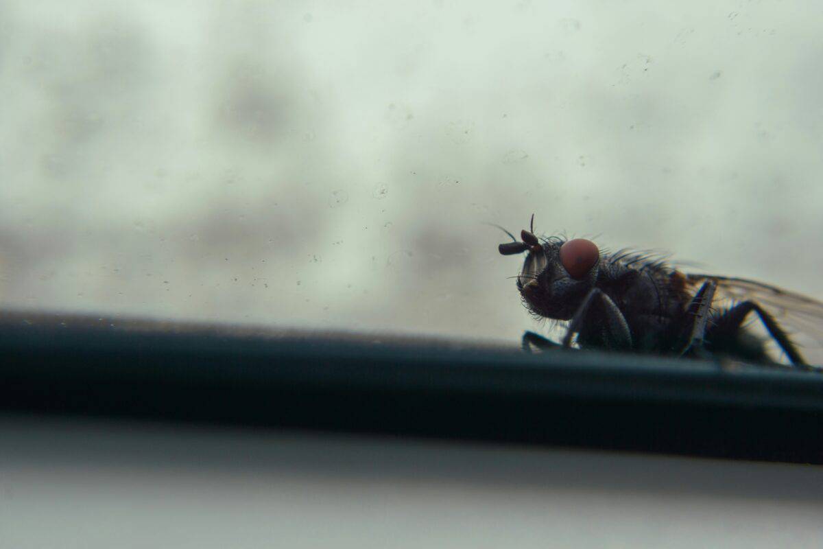 A fly peeking through the window.