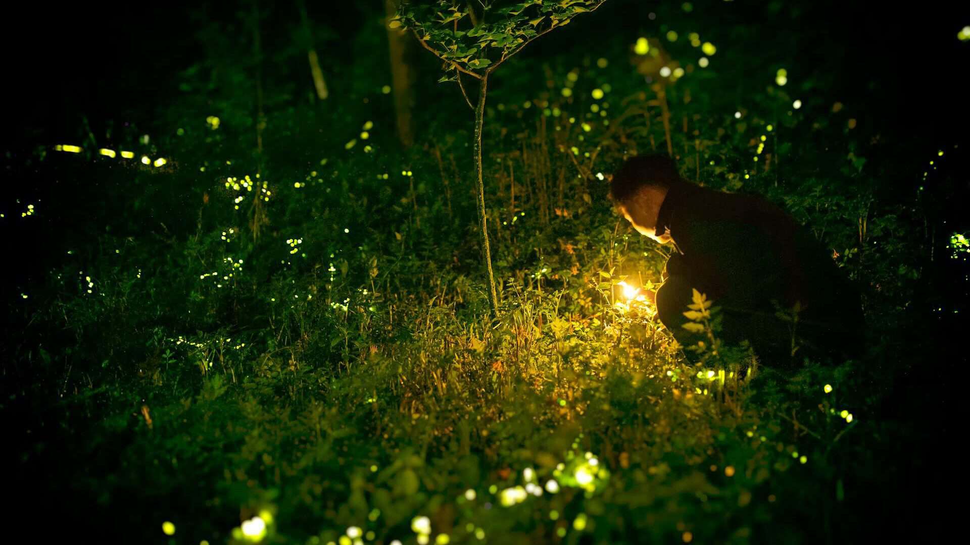 firefly