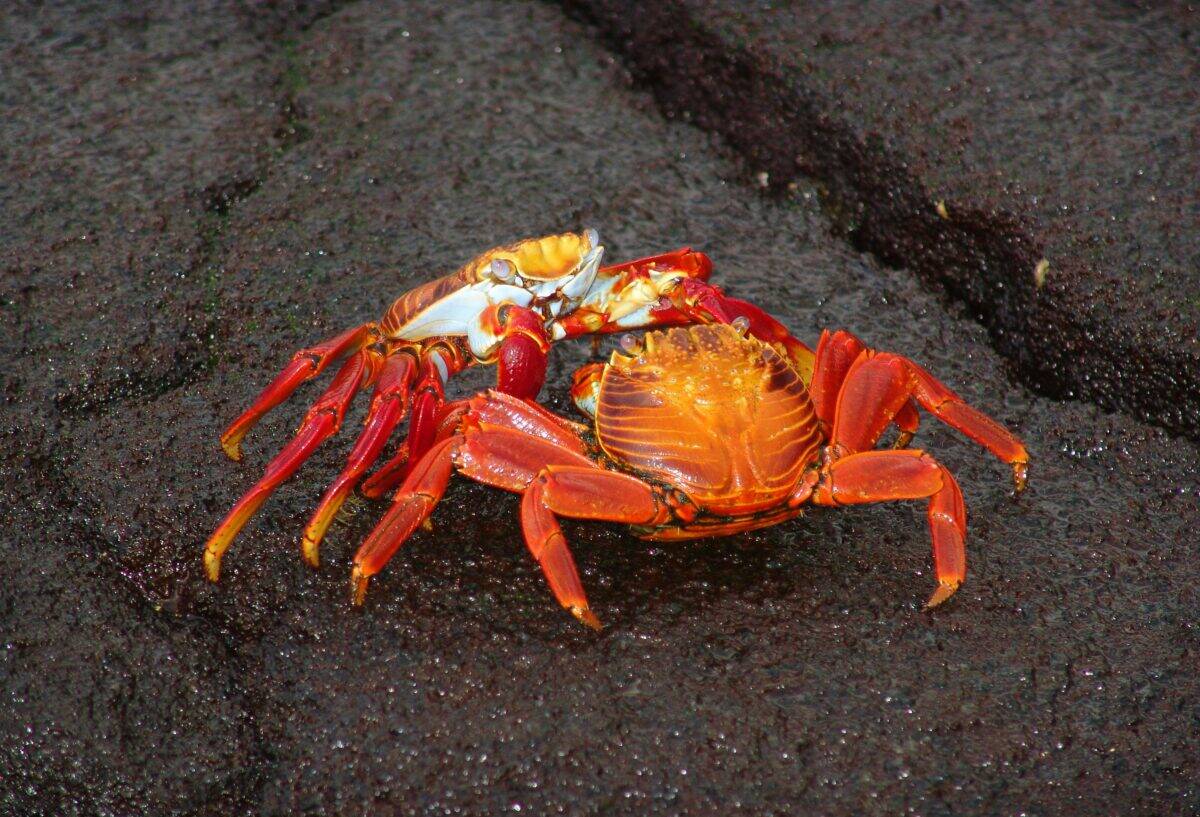 Crabs on a sandy surface.
