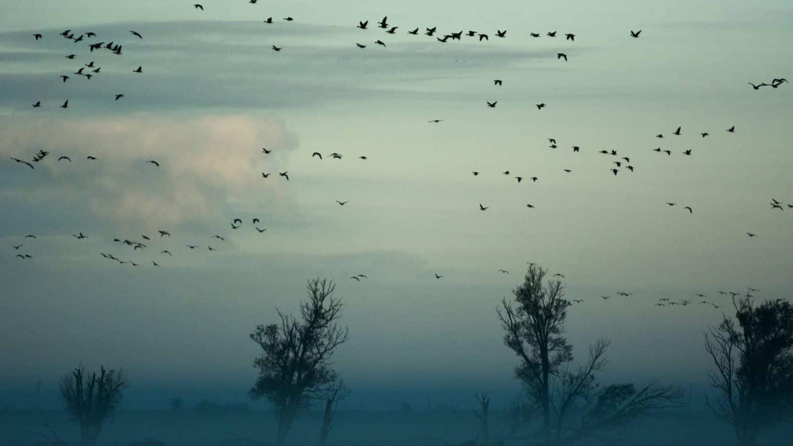 flying birds above herd of animals near trees