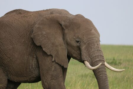 10 Places Where You Can Ethically See Elephants in the Wild
