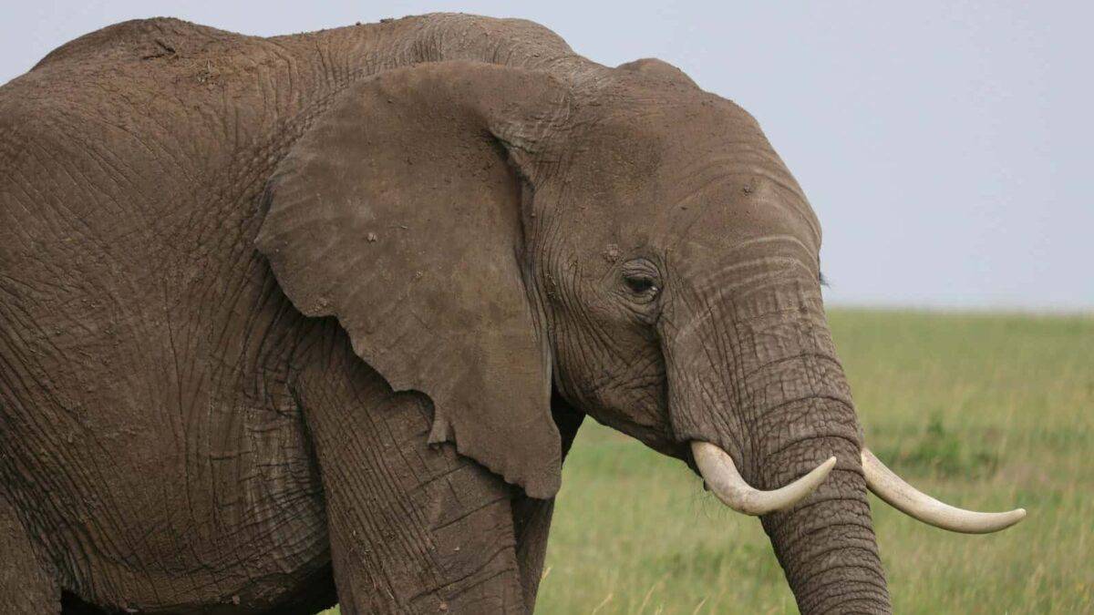 gray elephant surrounded by grass