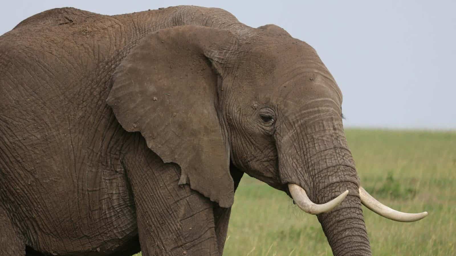gray elephant surrounded by grass
