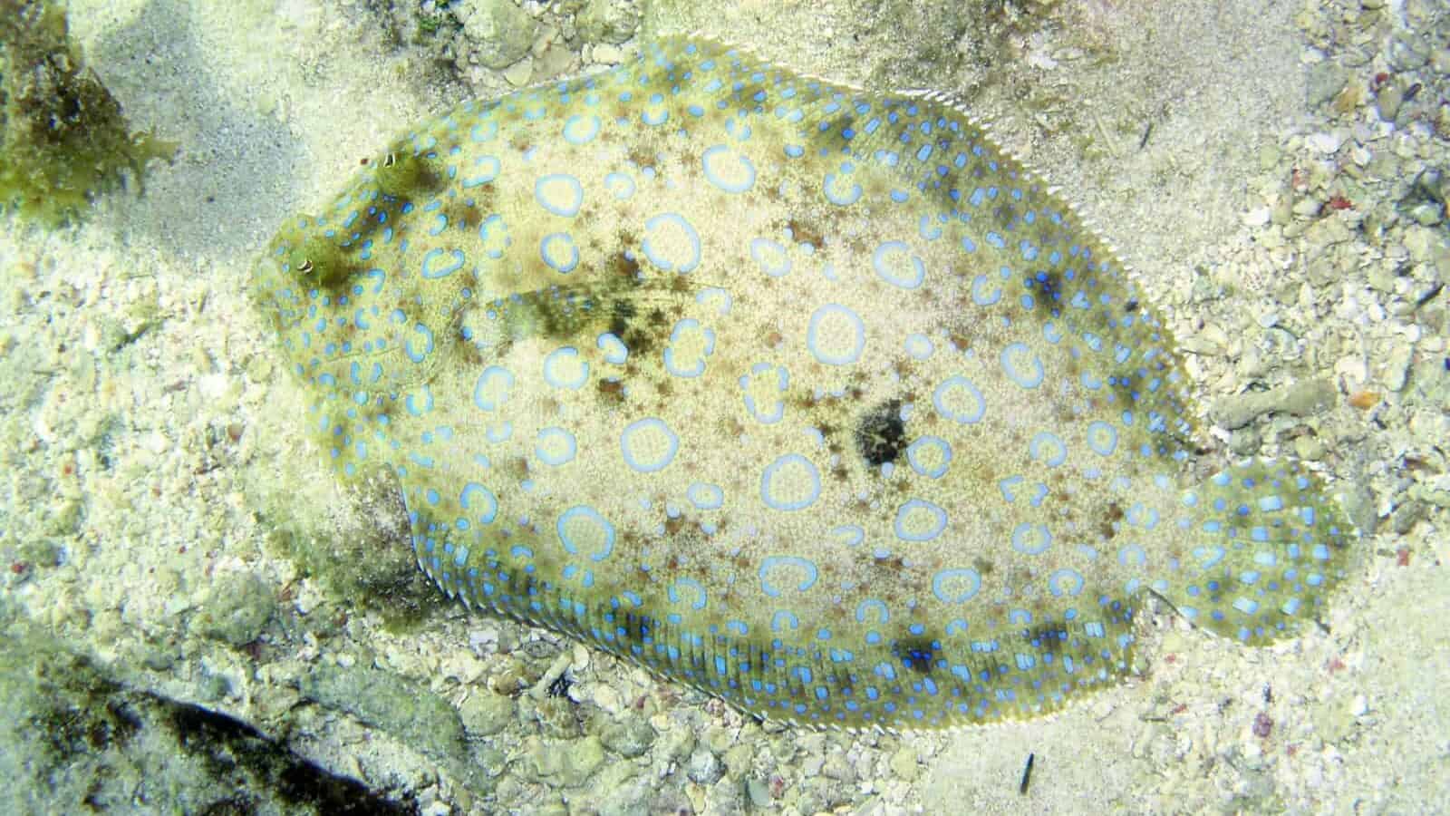 a blue and white fish laying on top of a sandy ground