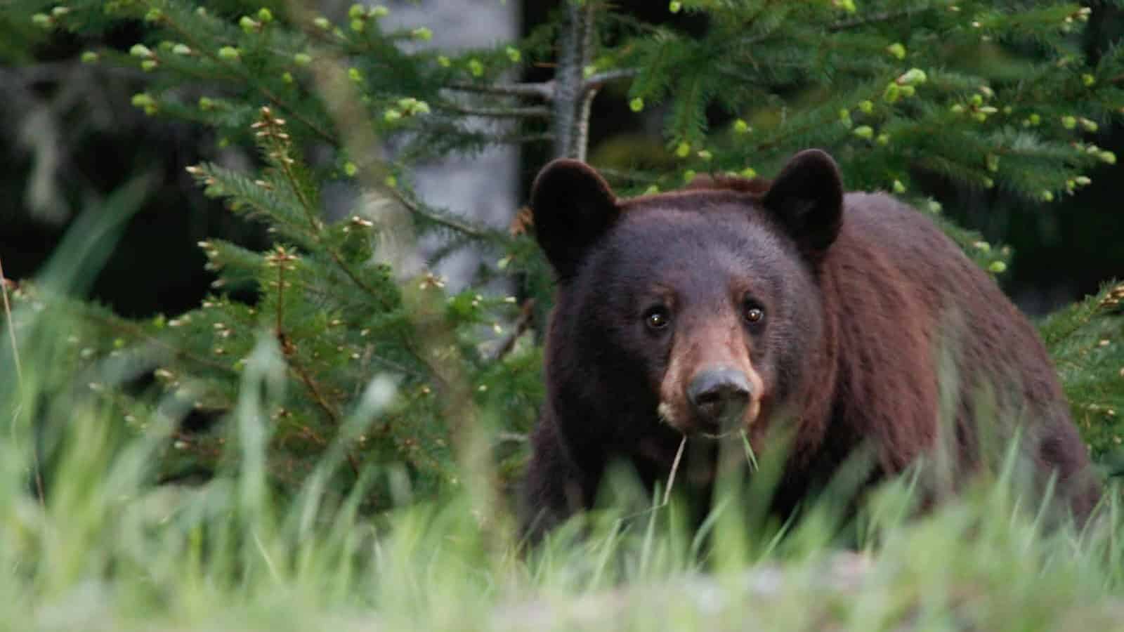 shallow focus photo of grizzly bear