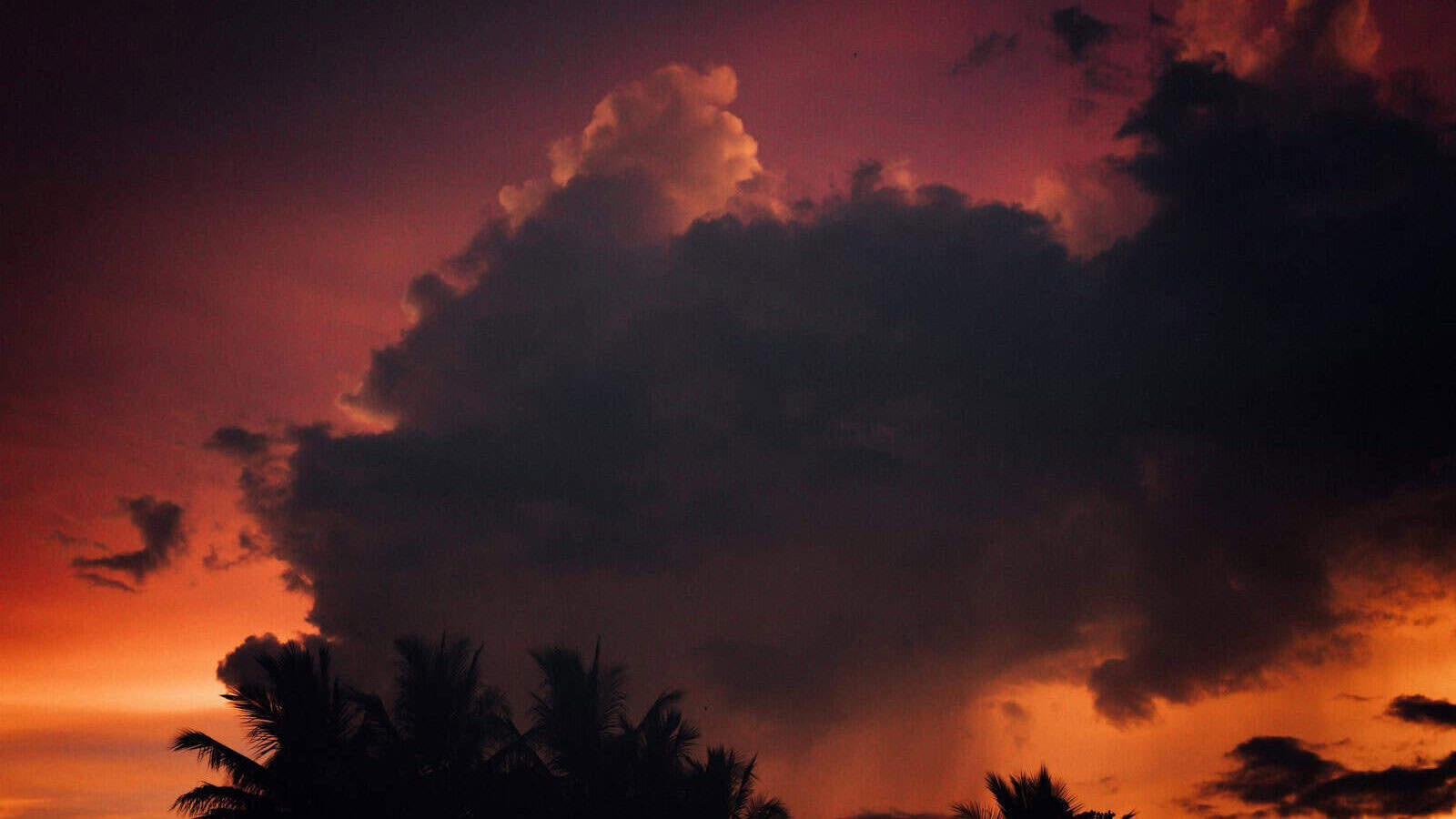 silhouette of trees under cloudy sky during daytime