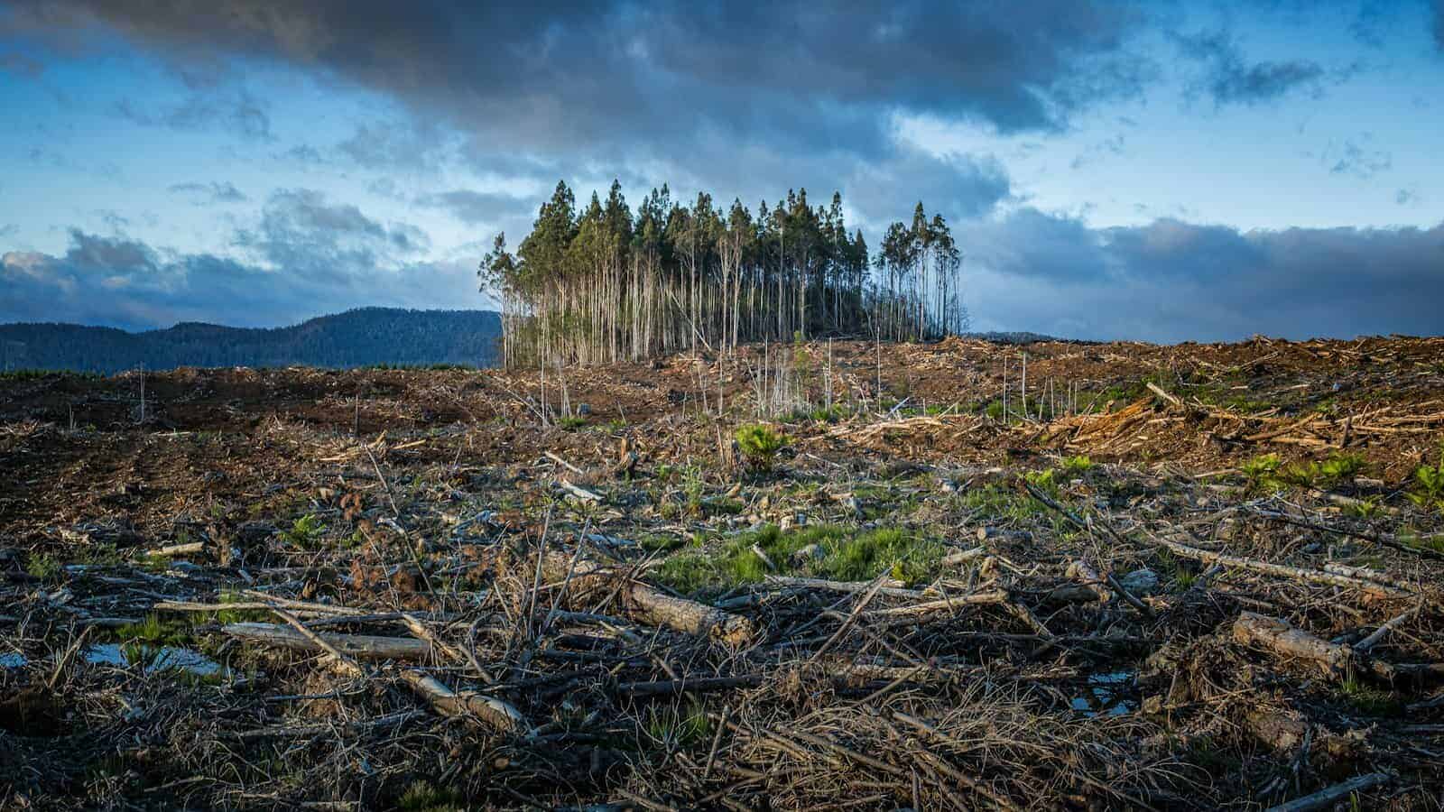 deforestation