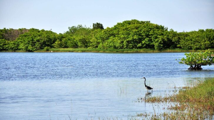 12 Most Dangerous Animals in Florida &mdash; Ranked by Threat to Humans