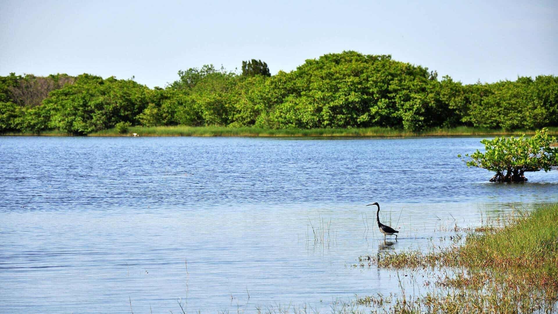 stork in florida wetland