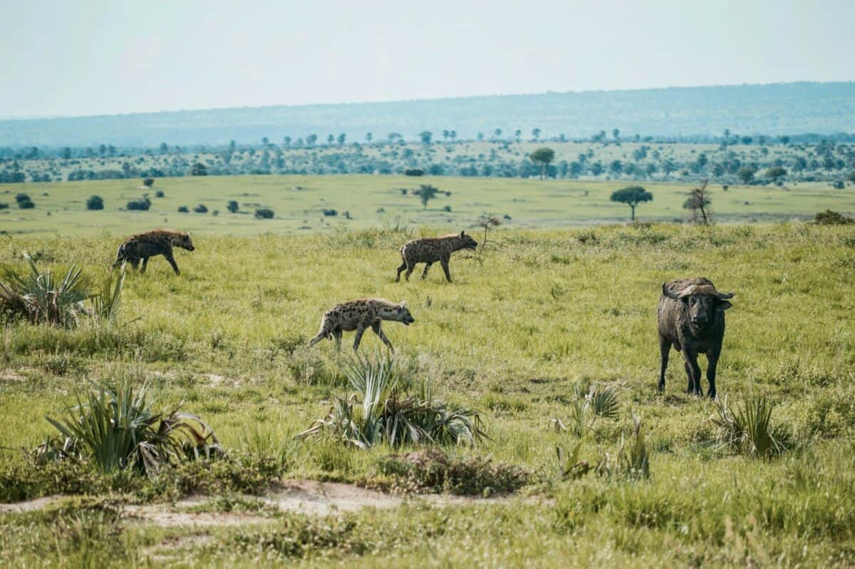 animals on green grass field at daytime