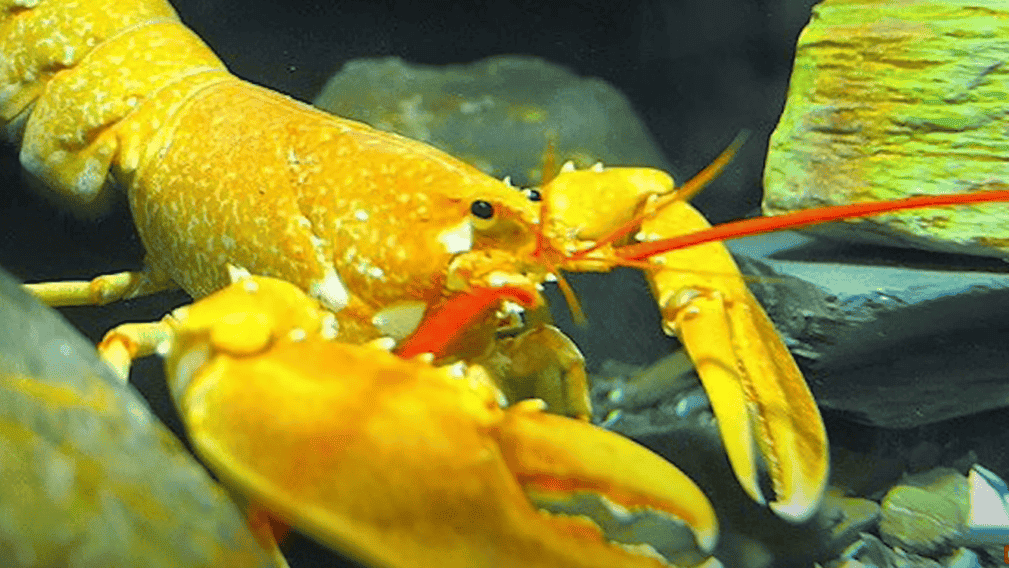 Yellow-colored lobster.